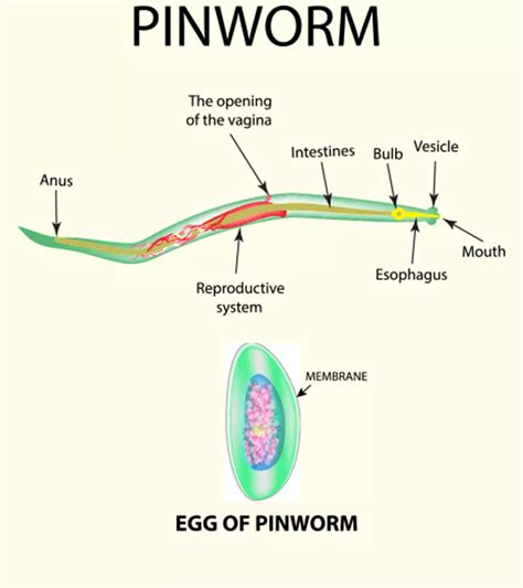 Nosebleeds During Pregnancy: Causes And Ways To Stop Them