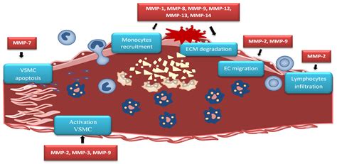 Matrix Metalloproteinases as Biomarkers of Atherosclerotic Plaque ...
