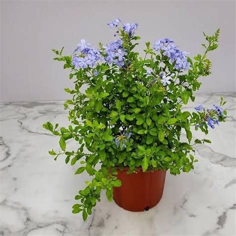 Buy Plumbago (Blue) - Plant online from Nurserylive at lowest price.