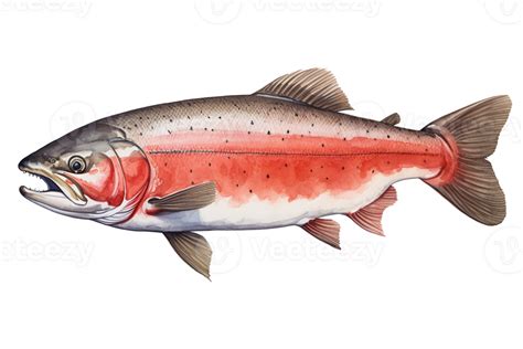 Salmon Fish PNGs for Free Download