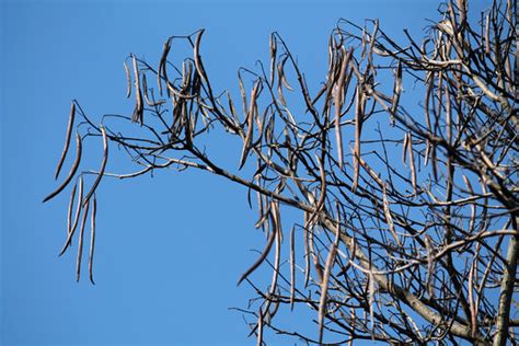 Cigar Tree 的图像结果