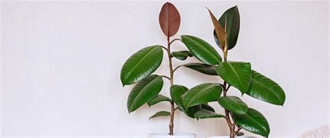 How to propagate rubber plant by plantsden – Plantsden