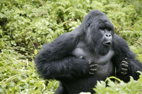 Facts about Mountain Gorillas. | Wave Expeditions Uganda