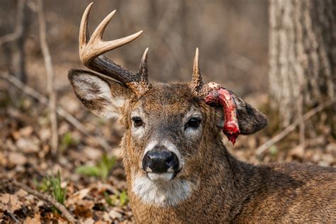 Do Deer Bleed When They Shed Antlers? The Shedding Process Explained ...