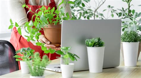 Some Amazing Benefits of Adding Indoor Plants to your Workplace | Kyari ...