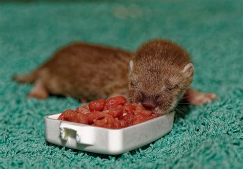 Stoat Baby - A-Z Animals