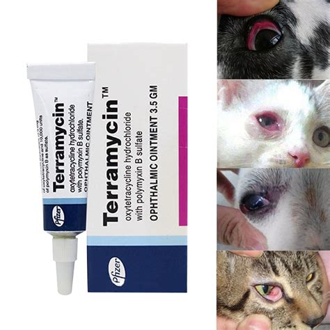 Pet Eye Care Supplies: Terramycin Antibiotic Ointment with Eye Wipes & Tear Stain Remover for ...