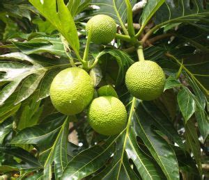 justcooking.in - Food Dictionary - Vegetables - Breadfruit