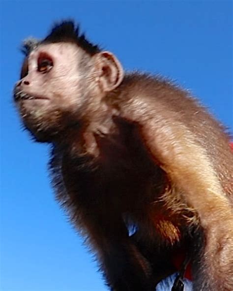 Capuchin MonkeyBoo 的图像结果