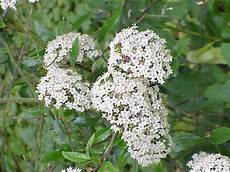 fiore a palla viburnum fiore a palla viburnum