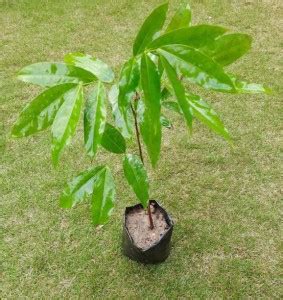 Starlink Ashok Plant Price in India - Buy Starlink Ashok Plant online ...