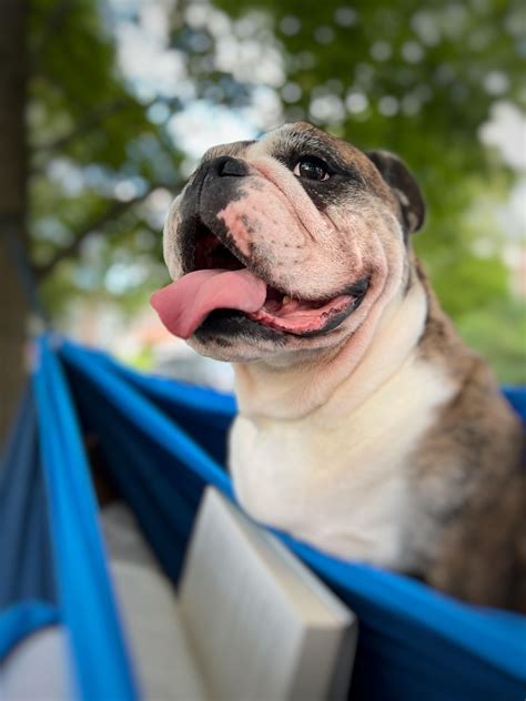 Expectation vs. Reality : r/Bulldogs