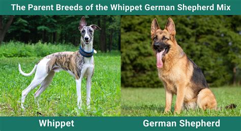 Whippet German Shepherd Mix Cary Aus Ziegenhain Sucht Ein Neues