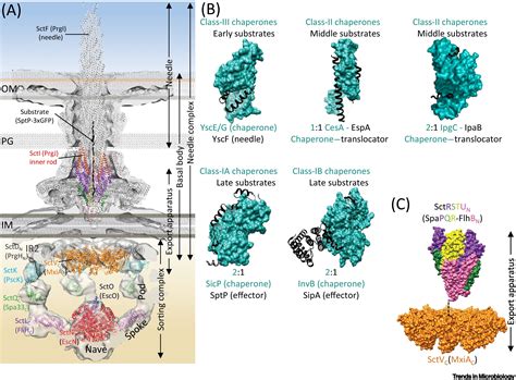 Substrate recruitment mechanism by gram-negative type III, IV, and VI ...