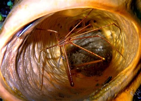 FANTASY ISLAND DIVE CENTER (French Harbour) - What to Know Before You Go