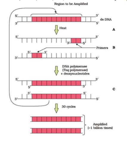 The Process Biotechnology Grade 12 的图像结果