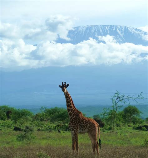 Endangered In Swahili