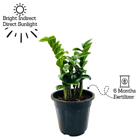 Zamioculcas zamiifolia ƒ??Zenziƒ?? Dwarf ZZ Plant- Live Plant in 5inch ...