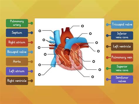 Cardiology 的图像结果