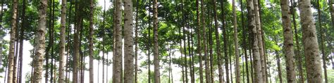- West Bengal, Forest Department
