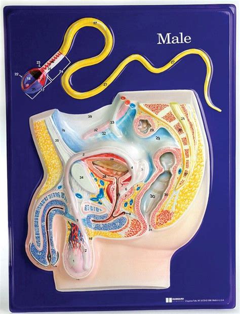 Image result for Male Reproduction Model