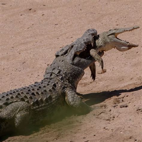 Crocodile Attacks Humans 的图像结果