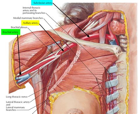 Brachial Artery and Deep Brachial Artery - Location, Pulse, Function