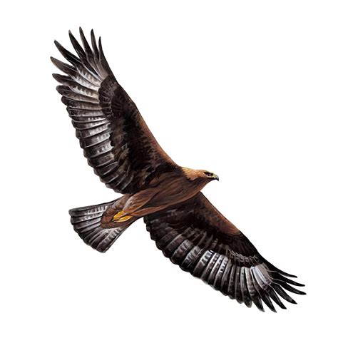 Golden Eagle Size