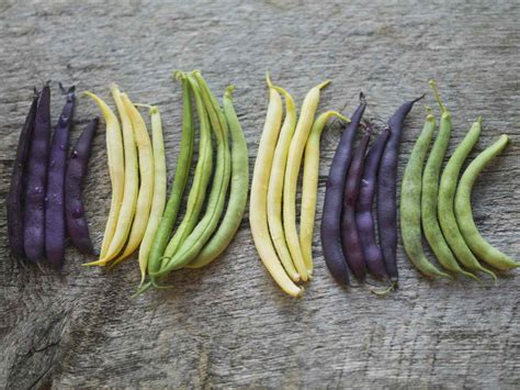 Different Types Of String Beans 44 Types Of Beans: Top Varieties To