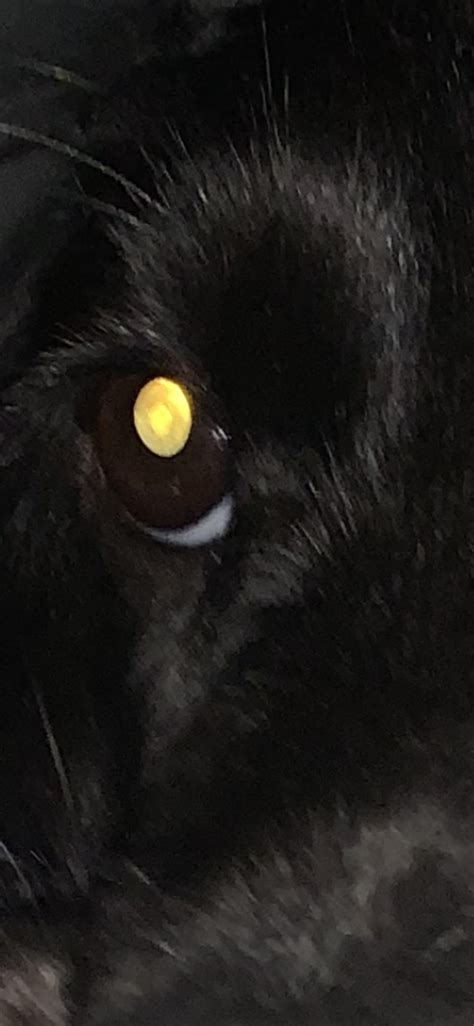 Bit of a weird one but my dog has a brown ‘splotch’ in one of his ...