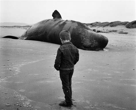 Image result for Sperm Whale Exploding