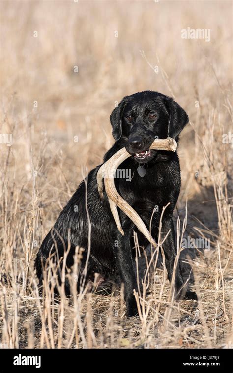 Labrador Retriever Hunting Dogs 的图像结果