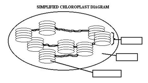 Biology Diagrams | PDF