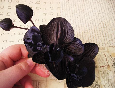dongetrabi: Black Orchid Flower Images