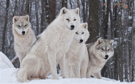 Wolves In Snow Wallpapers - Wallpaper Cave