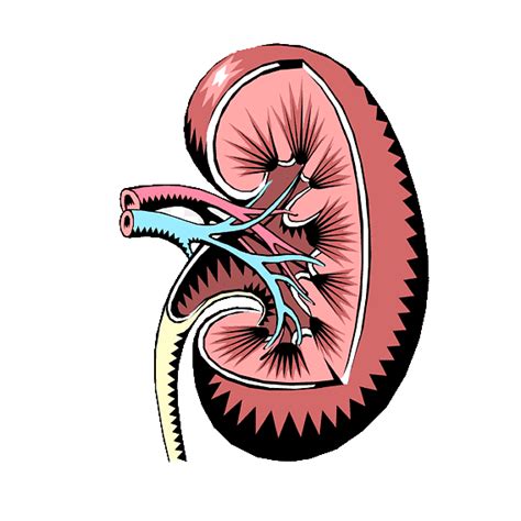 Karma Ayurveda - Best Ayurvedic Hospital For Kidney Treatment