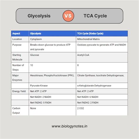 Top 10 Difference Between Glycolysis and TCA Cycle - Biology Notes