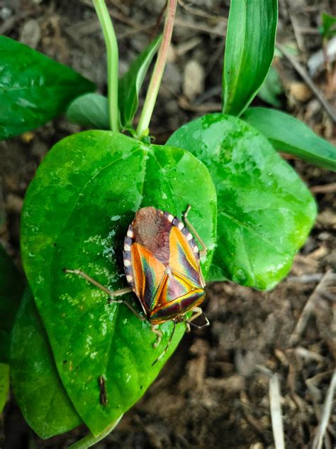 Image result for Insect V Insect