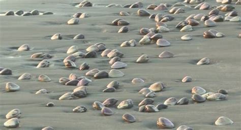 Kujukuri's Fischereigesellschaft bittet Menschen, Muscheln am Strand ...