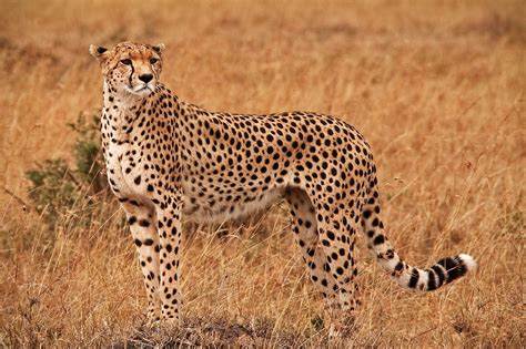 Cheetah on the savannah | Marty Cohen Photography