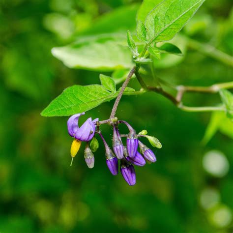 What Plants Are Considered Nightshade Plants at Peggy Hodges blog