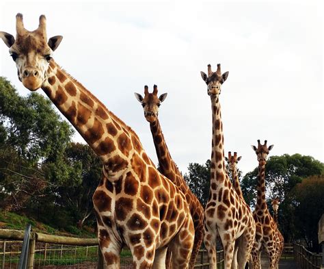 The collective noun for a group of giraffe is a ‘Tower’’ We can see why ...