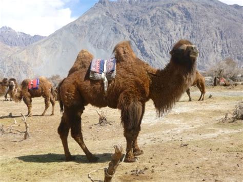 লাদাখে দুই কুঁজের উটকে প্রশিক্ষণ দিচ্ছে সেনাবাহিনী, চিনের দিকে নজর ...