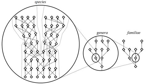 Image result for Linnaean Hierarchy Explained