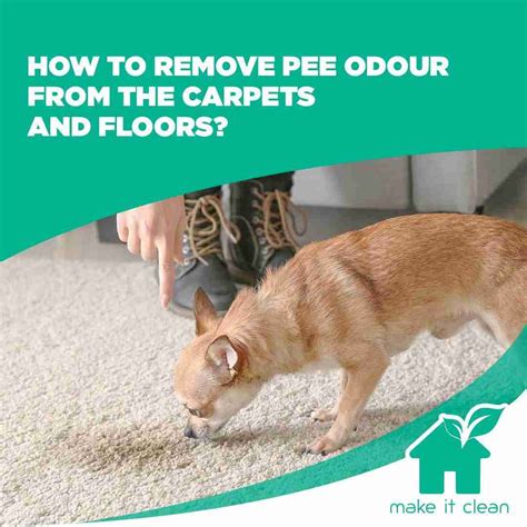 How To Remove Pee Smell In Carpet at Lawrence Henry blog