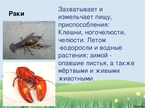 Что едят раки в домашних условиях (чем питаются и что кушают, кормление ...