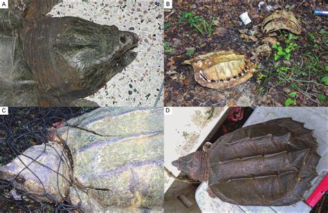 Snapping Turtle Bite 的图像结果