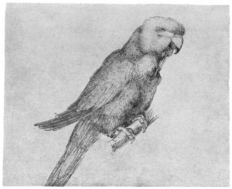 Parrot by Albrecht Durer – Artchive
