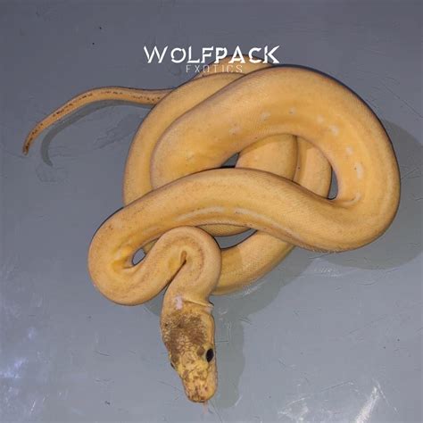 Reticulated Python Power 的图像结果