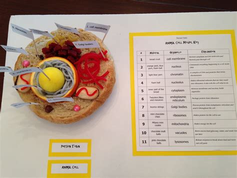 Plant Cell Project Ideas